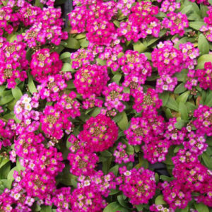 Alyssum bonnet deep rose