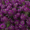 Alyssum bonnet purple