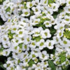 Alyssum bonnet white