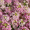 Alyssum Pink