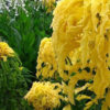 Amaranthus Aurora