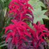 Amaranthus Tricolor Splendens