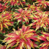 Amaranthus Tricolor Perfects
