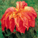 Amaranthus Illumination