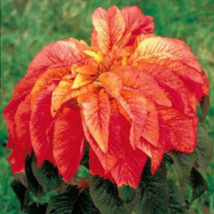 Amaranthus Illumination