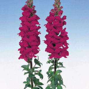 Antirrhinum f-1 admiral crimson