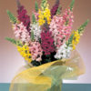 Antirrhinum f-1 admiral mix