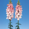 Antirrhinum f-1 admiral Pink