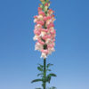 Antirrhinum f-1 admiral pink bicolor