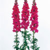 Antirrhinum f-1 admiral purple