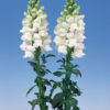 Antirrhinum f-1 admiral white