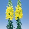Antirrhinum f-1 admiral yellow