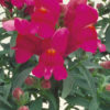 Antirrhinum F-1 floral showers lilac