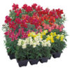 Antirrhinum F-1 floral showers mix