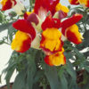Antirrhinum F-1 floral showers red & yellow bicolor