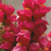 Antirrhinum F-1 floral showers rose