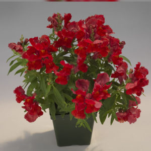 Antirrhinum F-1 floral showers scarlet
