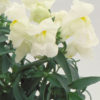 Antirrhinum F-1 floral showers white