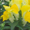 Antirrhinum F-1 floral showers yellow