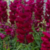 Antirrhinum F-1 Sonnet Burgundy