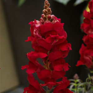 Antirrhinum F-1 Sonnet Carmine