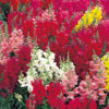 Antirrhinum F-1 Sonnet mix