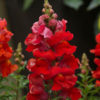 Antirrhinum F-1 Sonnet orange scarlet
