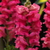 Antirrhinum F-1 Sonnet rose