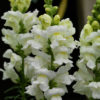 Antirrhinum F-1 Sonnet white