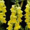 Antirrhinum F-1 Sonnet Yellow