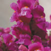 Antirrhinum F-1 floral showers Lilac