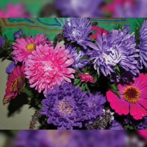 Aster Giant Princess Mix