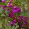 Balsam tom thumb rose