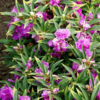 Balsam tom thumb violet