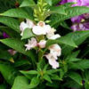 Balsam tom thumb white
