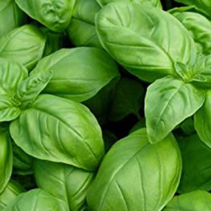 Basil