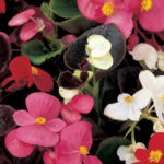 Begonia f-1 ambassador