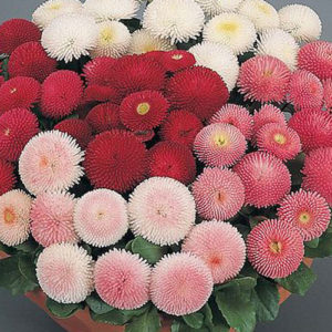 Bellis Perennis Tasso Mix