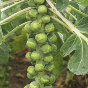 brussel sprouts f-1 jade cross