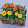 Calendula Calypso II Mix