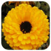 Calendula Calypso II yellow with black center