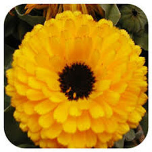 Calendula Calypso II yellow with black center