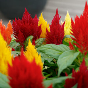 5 GM Celosia Plumosa Mix