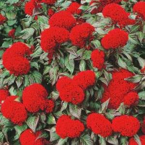 Cockscom/Celosia prestige scarlet