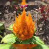 Celosia Plumosa Golden