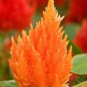 Celosia Plumosa Orange