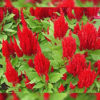 Celosia Plumosa Scarlet