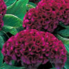 Cockscomb/Celosia cristata armor purple