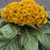 Cockscomb/Celosia cristata armor yellow
