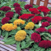 Cockscomb/Celosia cristata armor mix